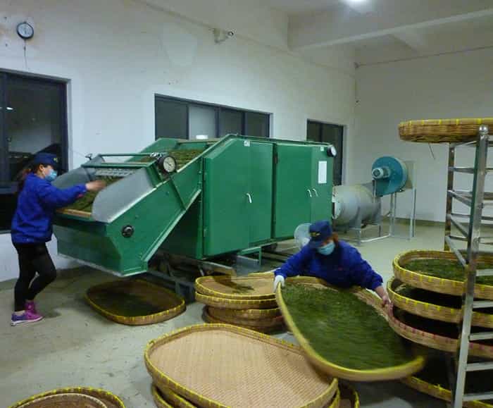 溧陽白茶比安吉白茶好嗎？